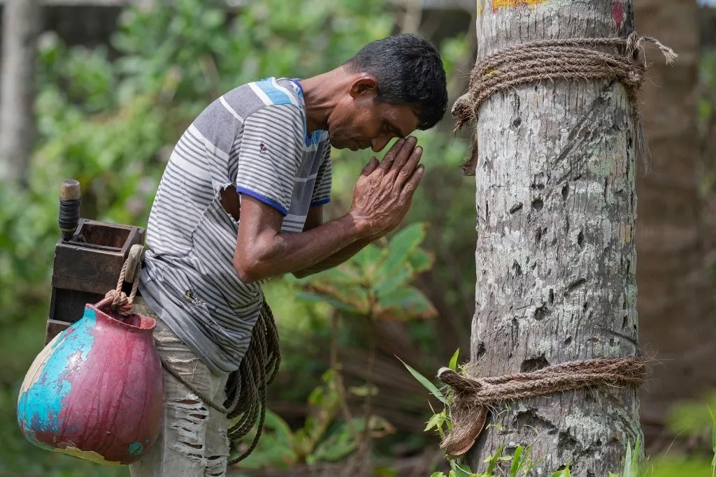 Сборщик пальмового мёда