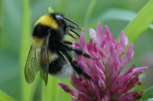 Великобритания, опыление сельскохозяйственных культур, дефицит пчел, защита пчел