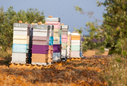 исчезновение пчел и пчеловодов в США
