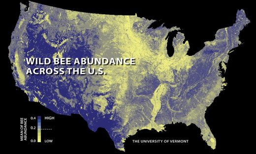 Сокращение популяций диких опылителей в США