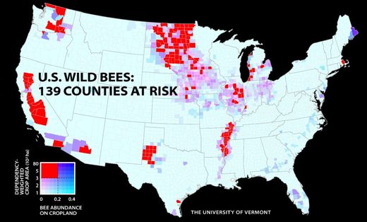 Сокращение популяций диких опылителей в США