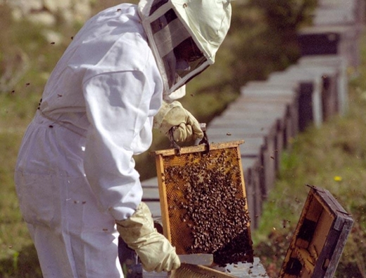 Пчеловодство Уругвая