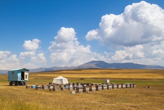 экспорт монгольского меда, пчеловодство Монголии