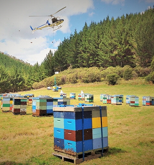 канадское пчеловодство, BeeMaid, Г. Шартье, производительность пчел