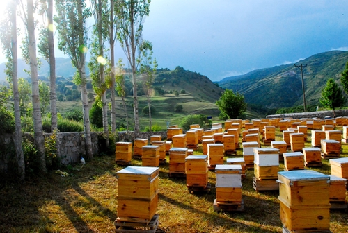 Пчеловодство Турции