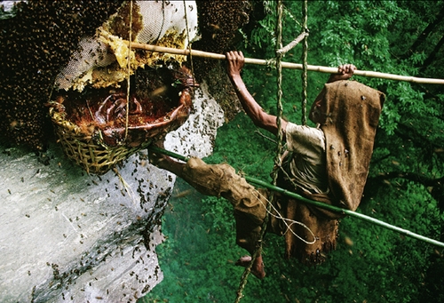 Проблемы пчеловодства Непала ждут своего решения