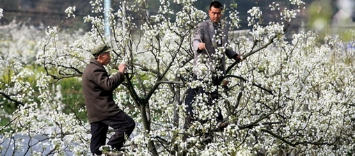 Китай. Ручное опыление яблонь в Сычуани