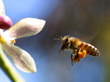 25 интересных фактов о пчелах и меде