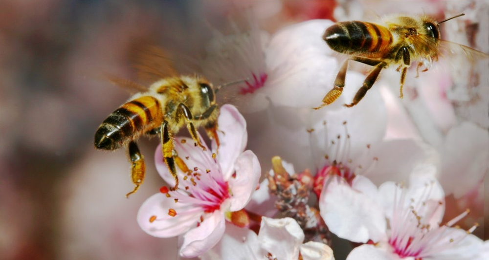 Международная научно-практическая конференция по пчеловодству и апитерапии состоится в «ФНЦ пчеловодства»