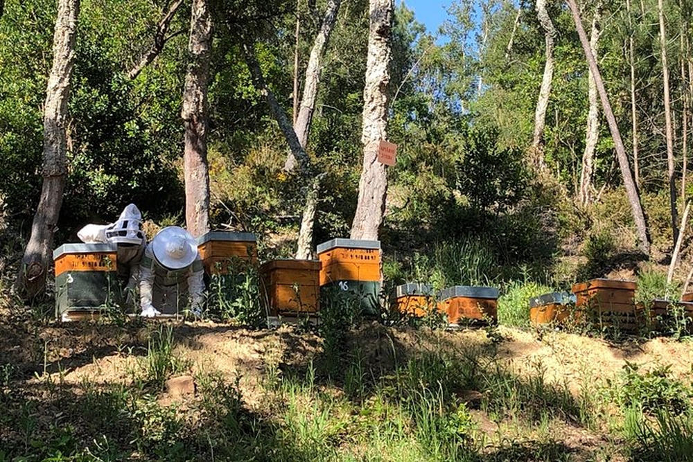 Пчеловодство Португалии на грани кризиса