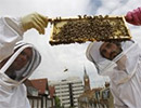 Бум городского пчеловодства в Лондоне. Оборотная сторона медали