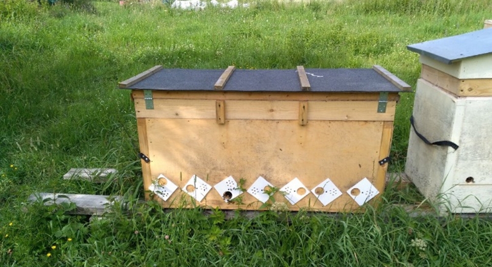Пчелы: жилище, техника содержания, поведение