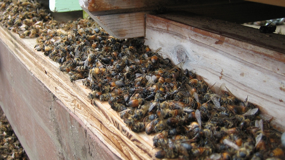 В США за год погибла почти половина пчелосемей