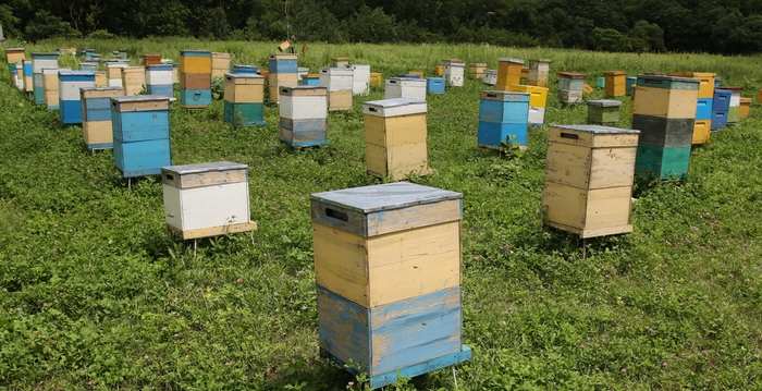  Пчеловоды Томской области добились компенсации за отравление пчел пестицидами