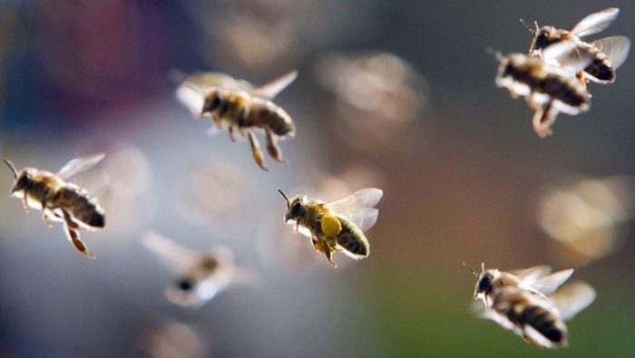 Медоносные пчелы теряют ориентацию над зеркальной поверхностью