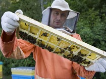 Федеральная служба государственной статистики о пчеловодстве России