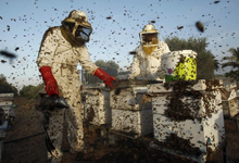 Афганистан: состояние пчеловодства в стране
