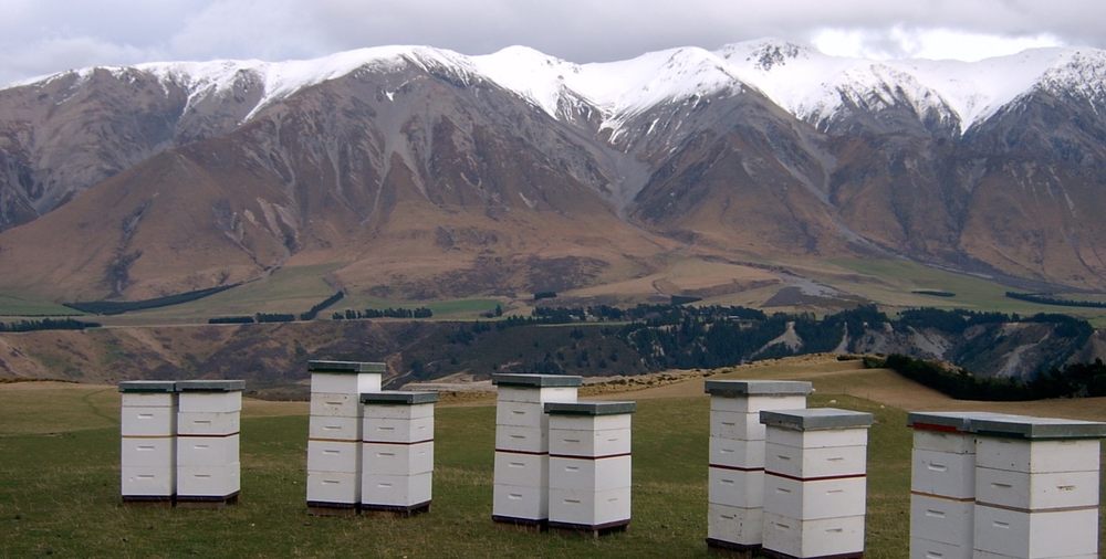 Новая Зеландия: пчеловоды отказались от создания фонда развития пчеловодства 