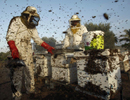 Афганистан: состояние пчеловодства в стране