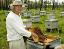 Приморский край получит свой Закон «О пчеловодстве»