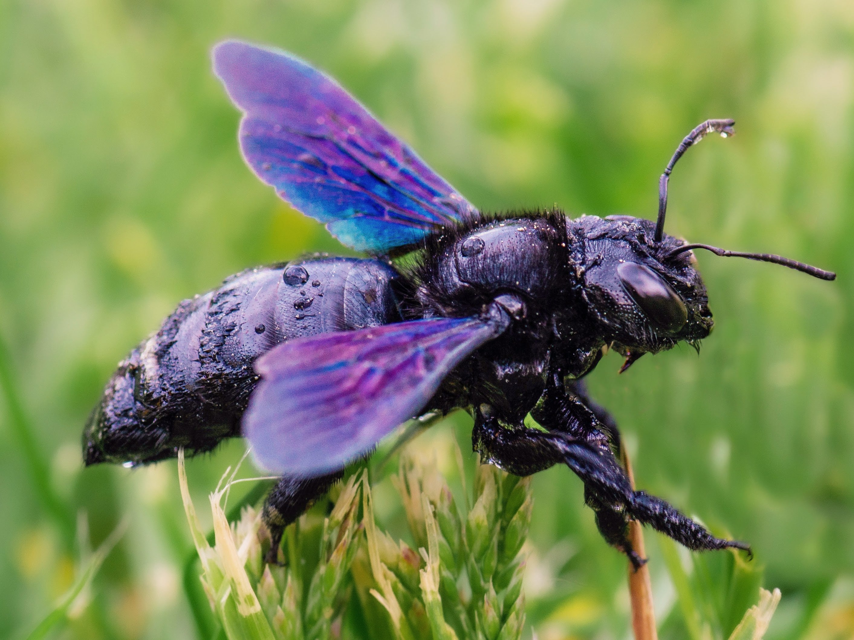 Пчелы и динозавры 