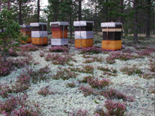 Поддержка пчеловодства Норвегии