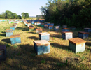 Особенности содержания пчелиных семей в теплицах