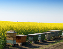 Результаты аудита пчеловодства Франции