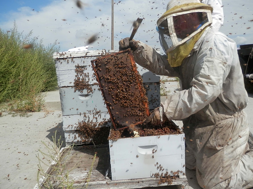 Тенденции развития пчеловодства в США
