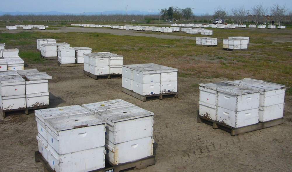 Низкое генетическое разнообразие медоносных пчел подрывает основы пчеловодства в США