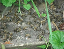 Рекомендации по профилактике гибели пчел в Пензенской области