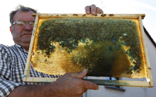 Пчеловодству Франции требуется помощь