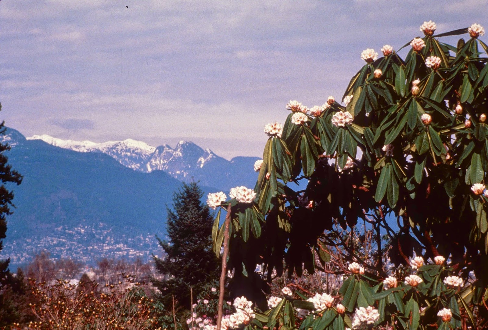 «Безумный мед» - мёд с цветков рододендрона