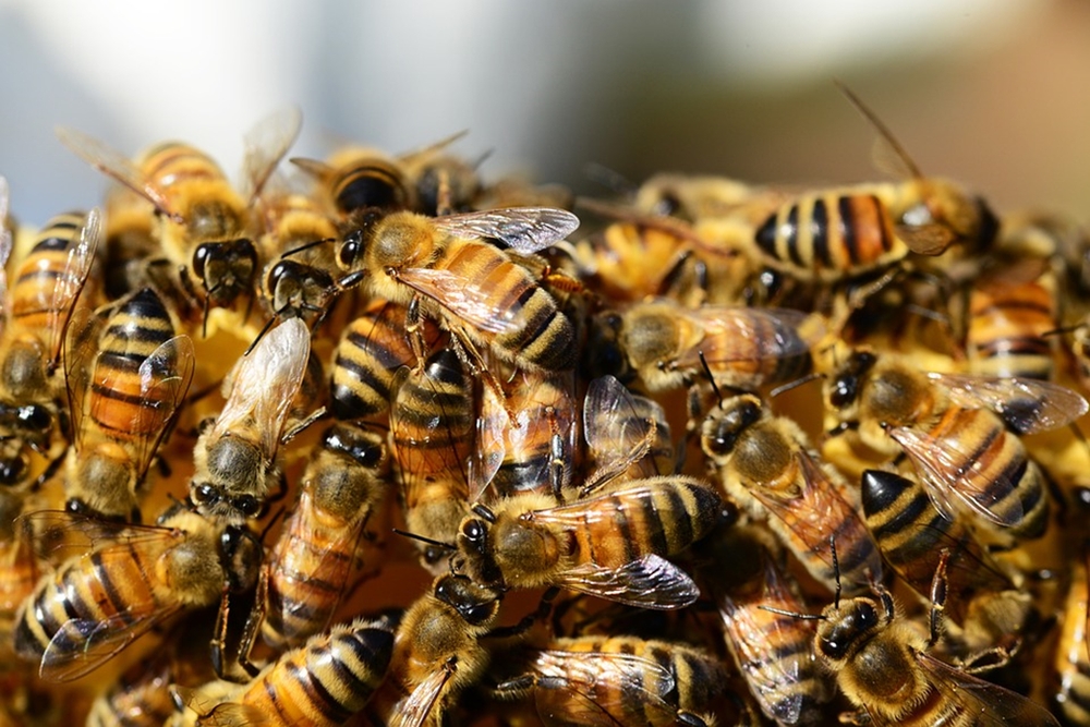 Состояние и перспективы пакетного пчеловодства в России