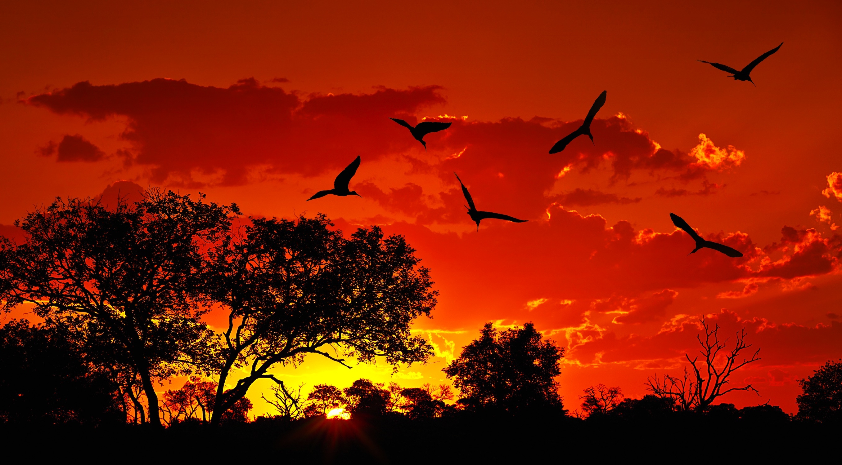 Зимбабве модернизирует свое пчеловодство и собирается экспортировать мед в Россию