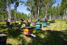 Пчеловодство Чехии в 2012