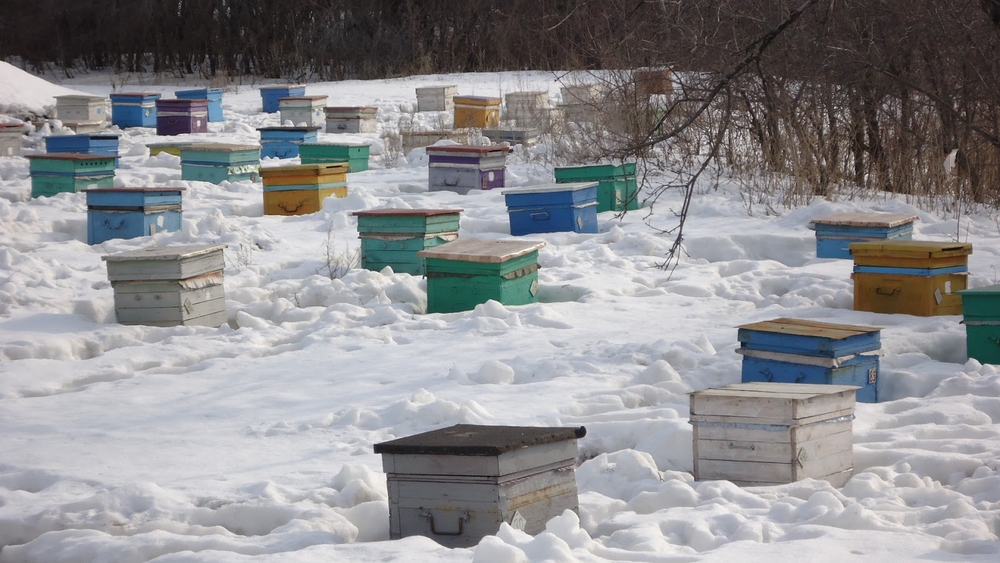 Подкормка пчел в конце зимы и рано весной