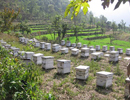 Экспорт и импорт мёда в Непале