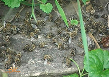 Рекомендации по профилактике гибели пчел в Пензенской области