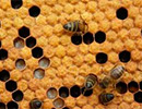 К вопросу об онтогенезе пчел в гипогеомагнитном поле на стадии печатного расплода
