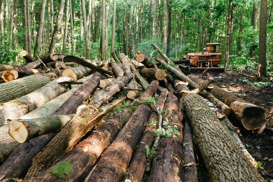 Воссоздание липовых лесов, как шаг к возобновлению былой медовой мощи России