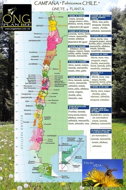 В Чили стартует общенациональная кампания в защиту пчел