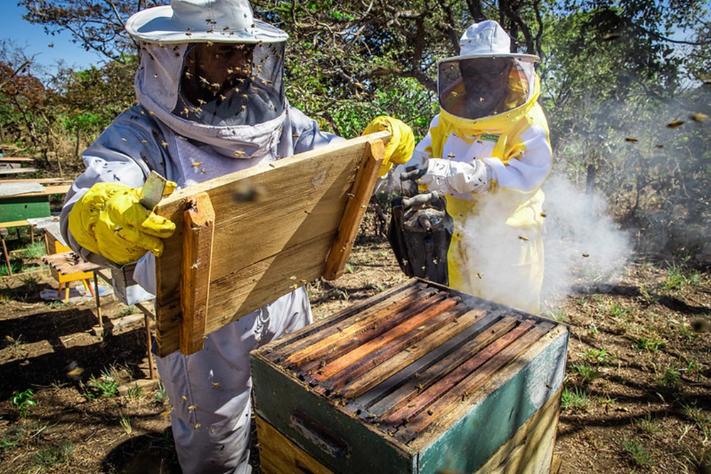 В Бразилии создан подробный Атлас национального пчеловодства