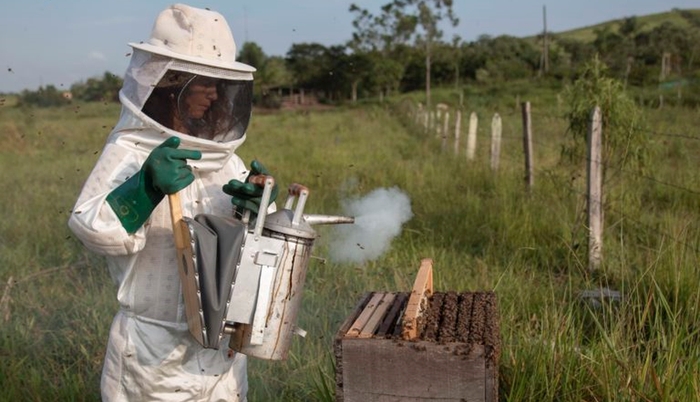Пчеловодство Бразилии продолжает бить рекорды