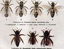 Морфогенетическая характеристика медоносной пчелы Пермского края