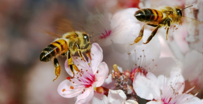 Пчеловодство и геополитика