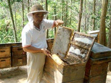 Уровень развития пчеловодства Малайзии 