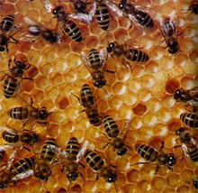 Здоровье пчел – важнейший критерий развития современного пчеловодства