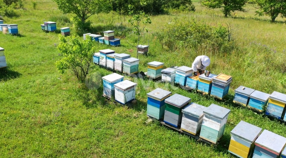 Пчеловодство Венгрии
