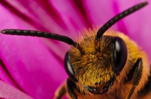 Использование медосбора пчелиными семьями дальневосточных пчёл в условиях Приморского Края